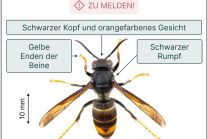 Asiatische Hornisse - jetzt auf Primärnester achten und melden